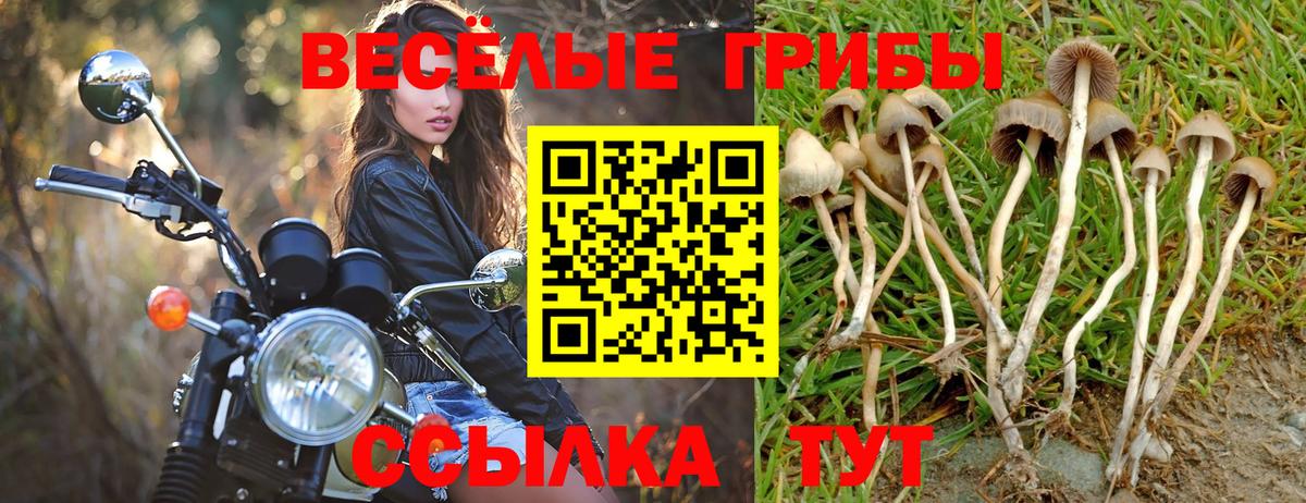 Галлюциногенные грибы Psilocybine cubensis  Псилоцибиновые грибы Cubensis  Нововоронеж  Вход с VPN 